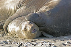 Elephant seals get amorous. Taken at Ano Neuvo State Beac... by Don Bruschera 
